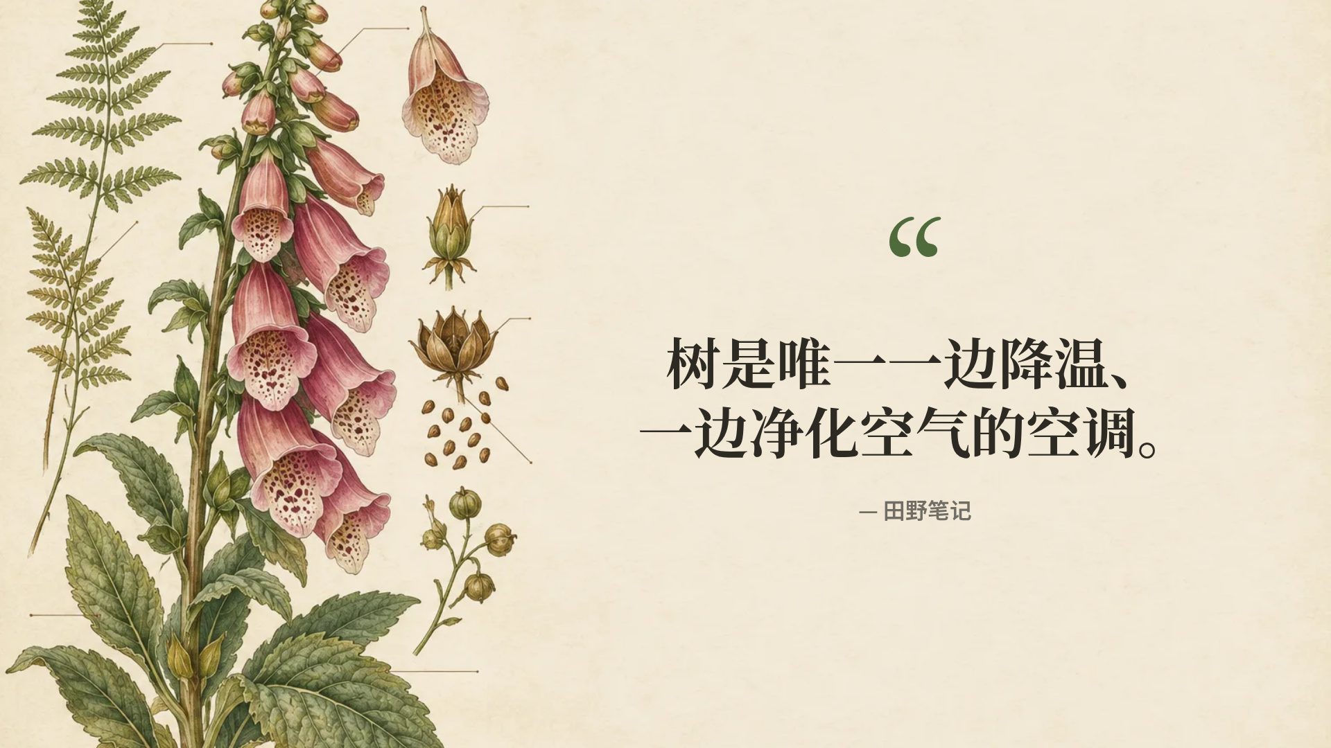 植物图鉴 第 11 页